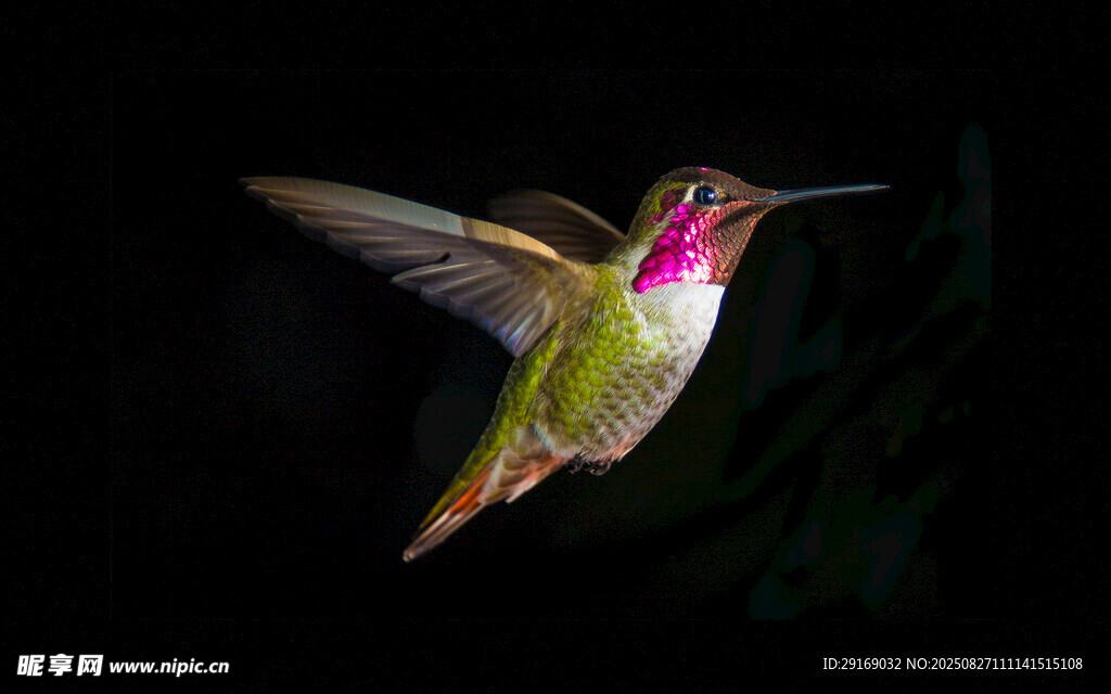 飞行中的绚丽蜂鸟