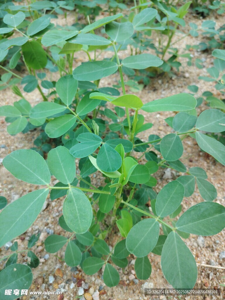 花生苗