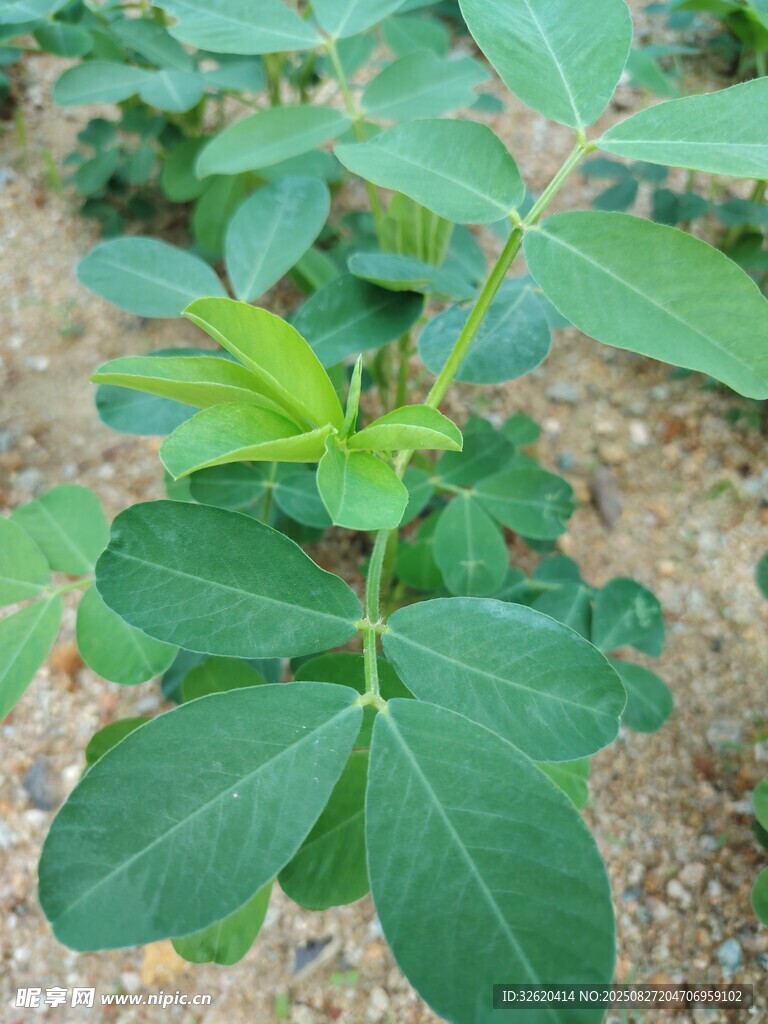 花生苗 