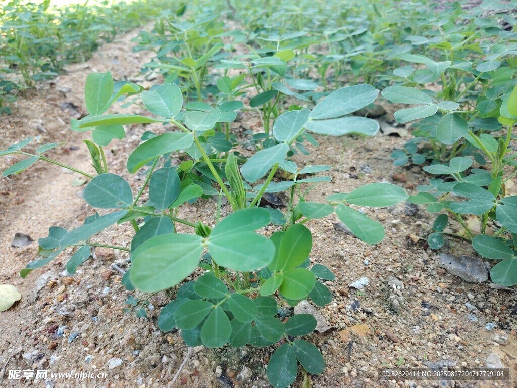 花生苗 