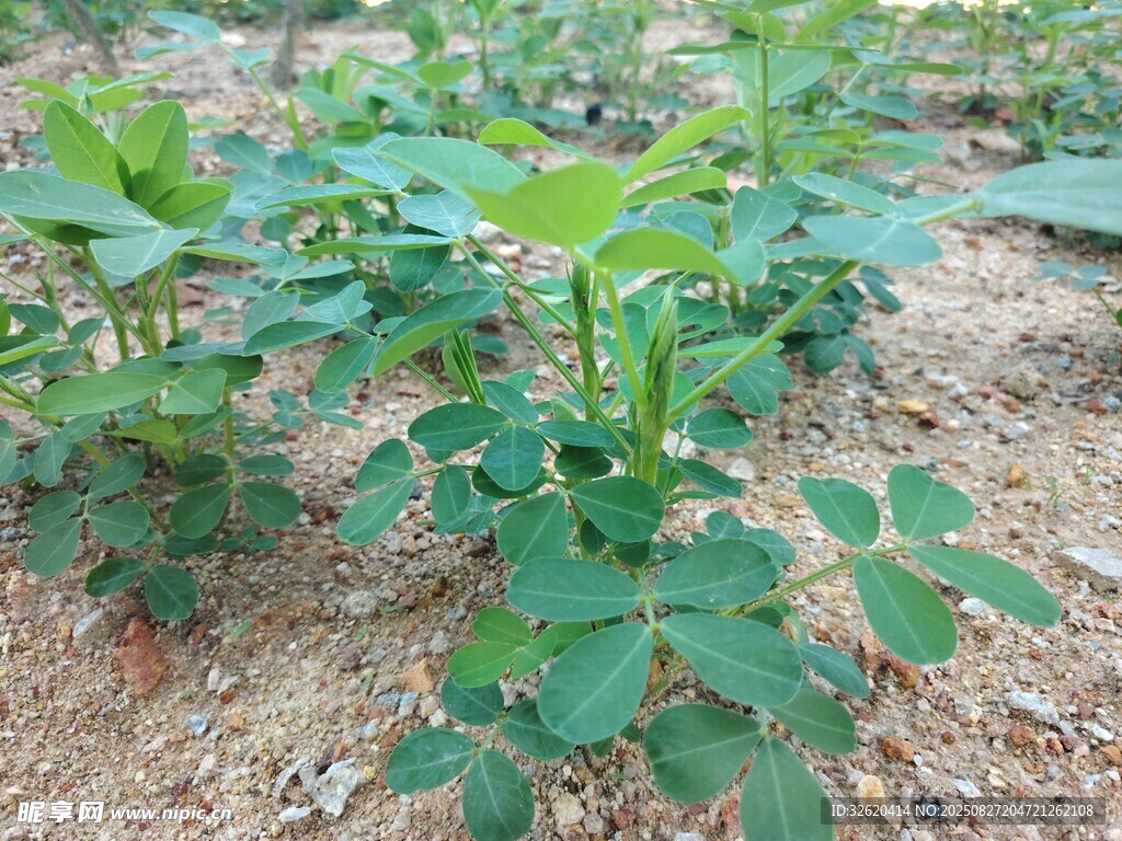 花生苗