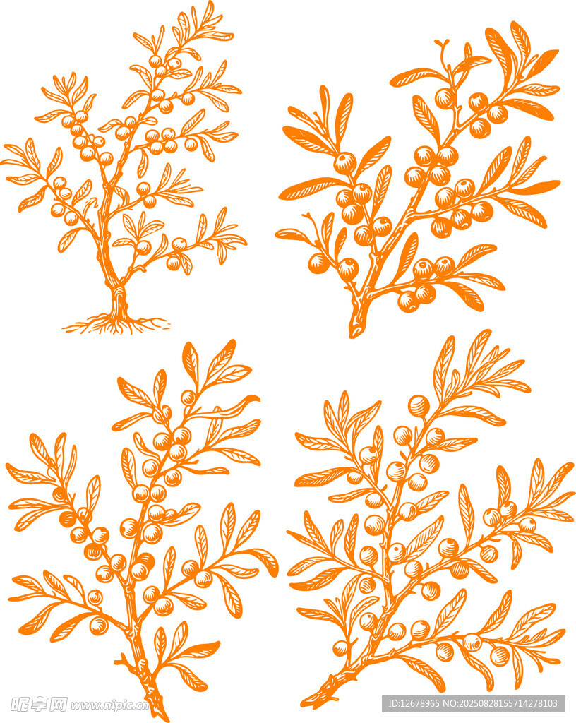 矢量橙色沙棘枝叶图案集合