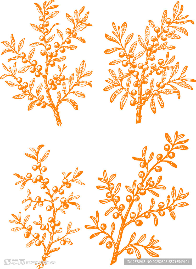 矢量橙色沙棘枝叶图案设计素材