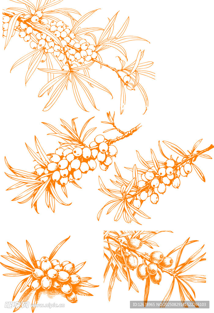 橙色沙棘线条矢