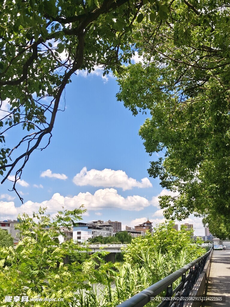 绿荫下的河畔步道