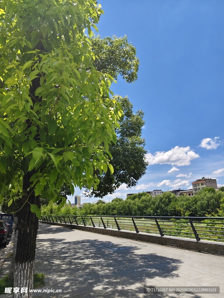 蓝天林荫