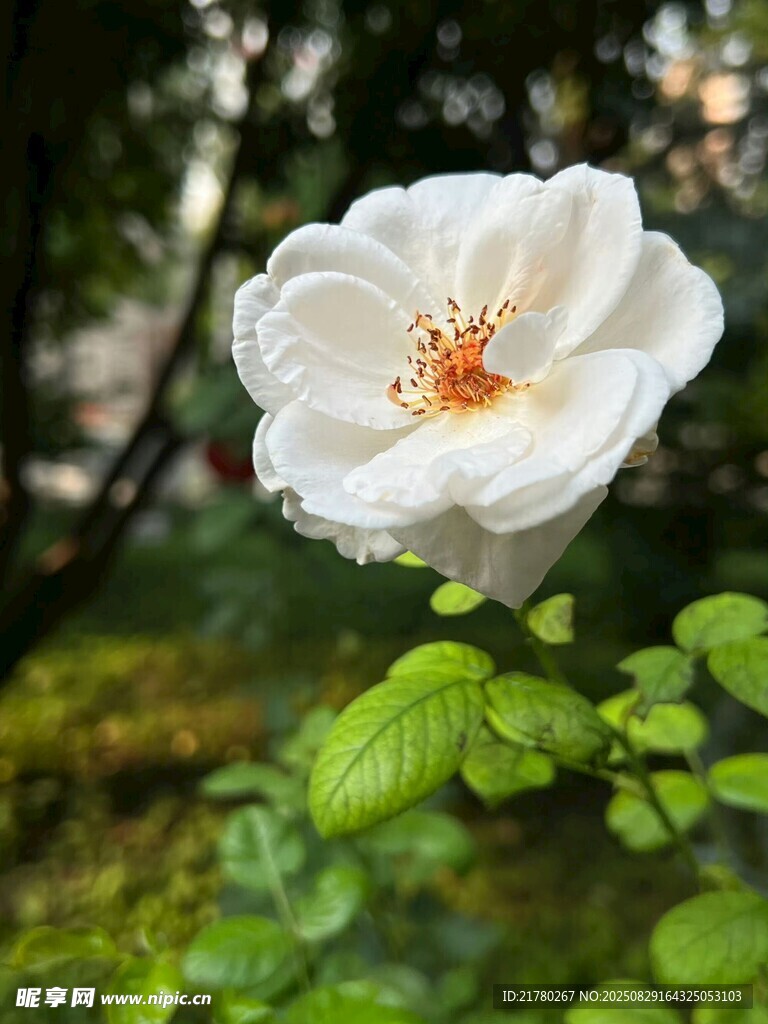 白色蔷薇绽放