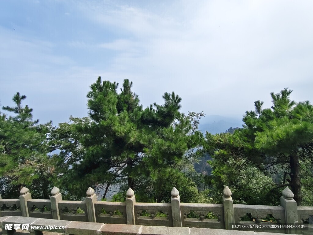 山间围栏旁的葱郁松树