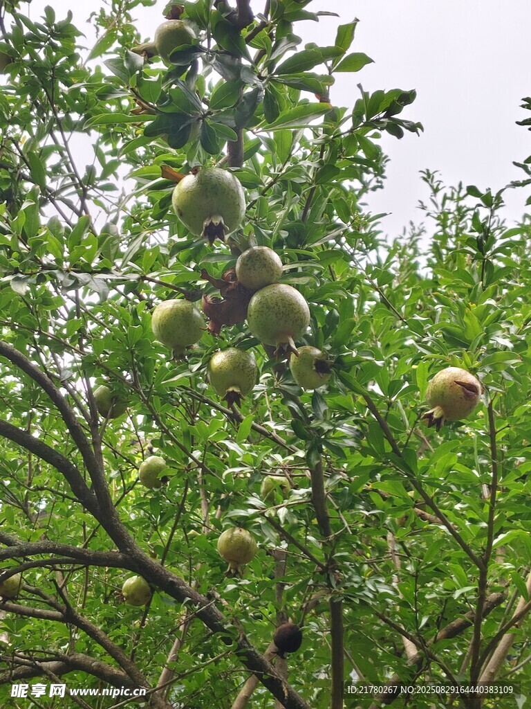 石榴果树