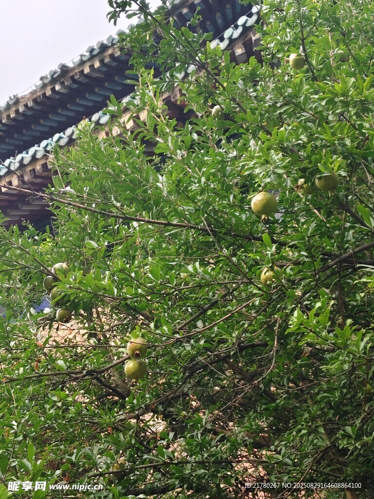 繁茂石榴果树