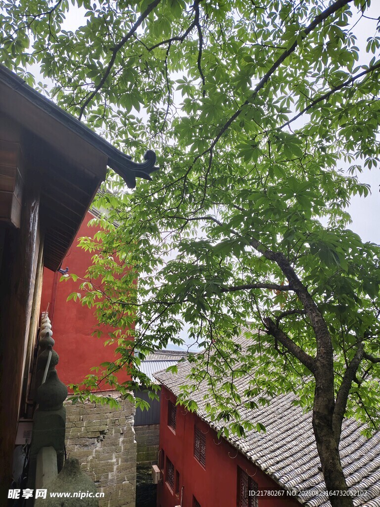 红墙树阴 中式建筑