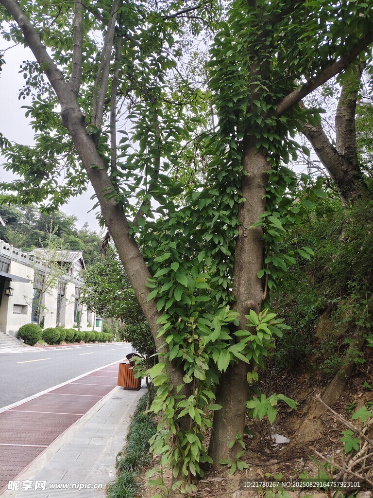 路边繁茂绿植景观