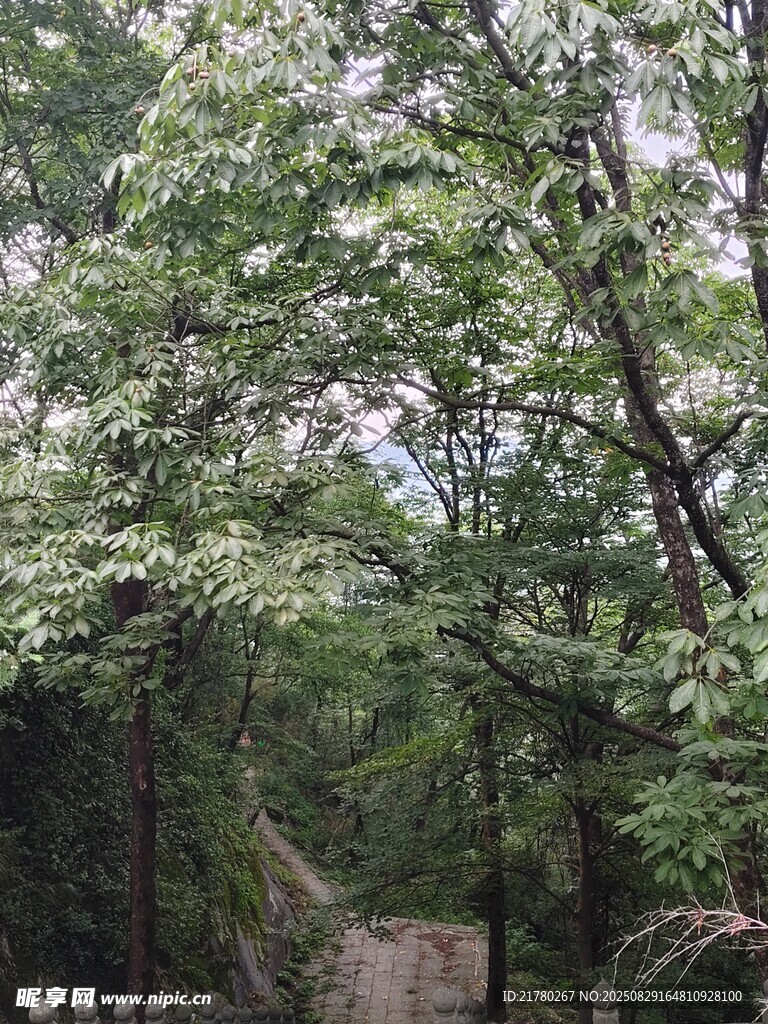 林间绿意盎然 