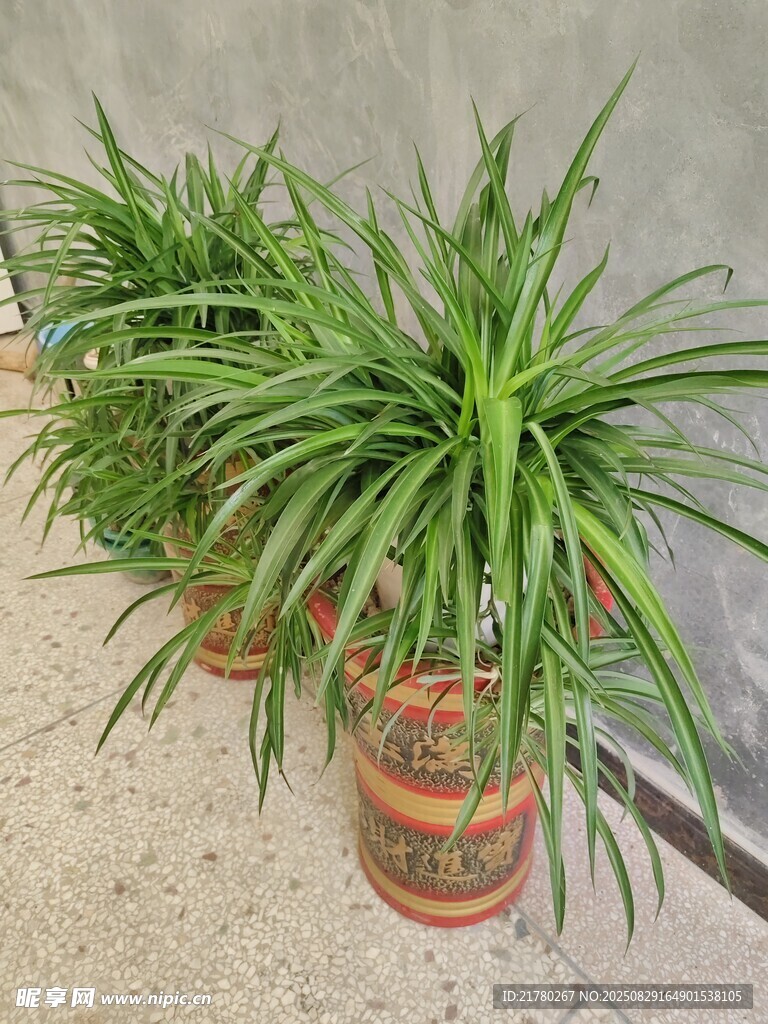 室内绿植盆栽龙须树
