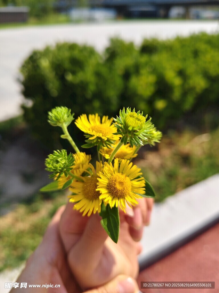 小野菊