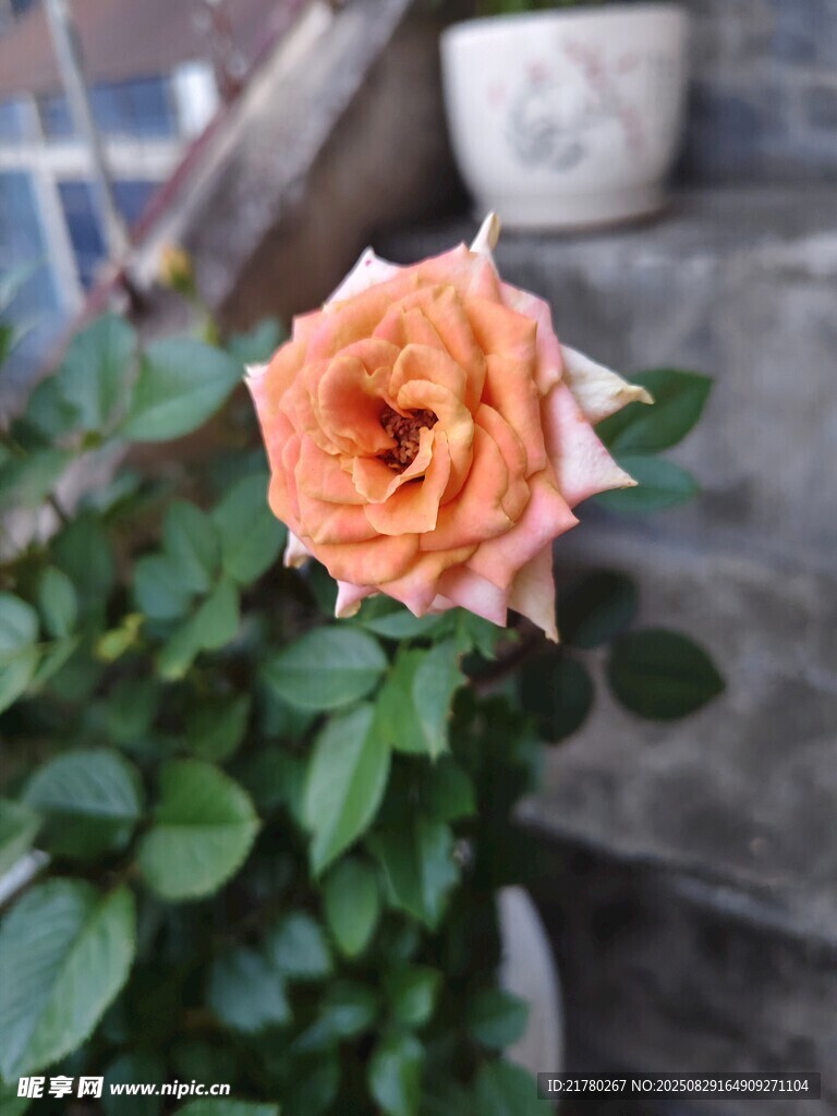 一朵月季花