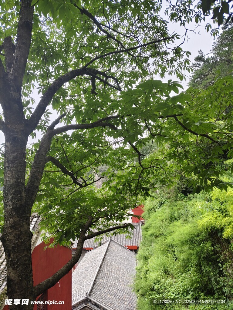 七叶树 绿荫