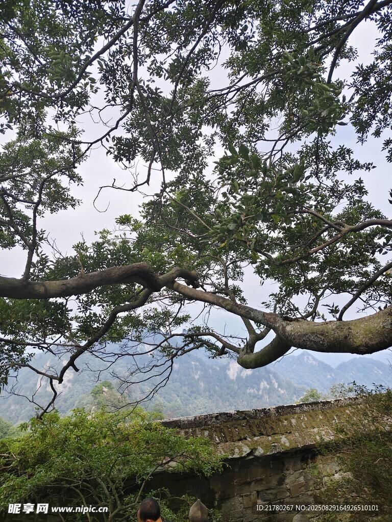 古树枝桠 石墙