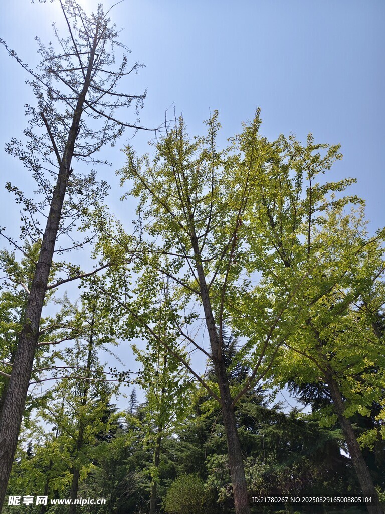 阳光下的挺拔树木