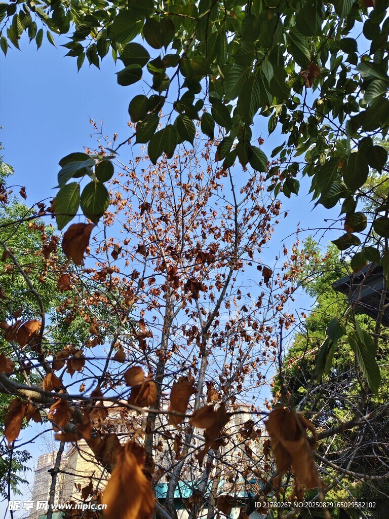 枯枝 绿叶