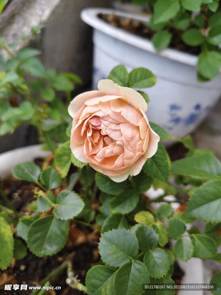 娇艳绽放的粉色月季花
