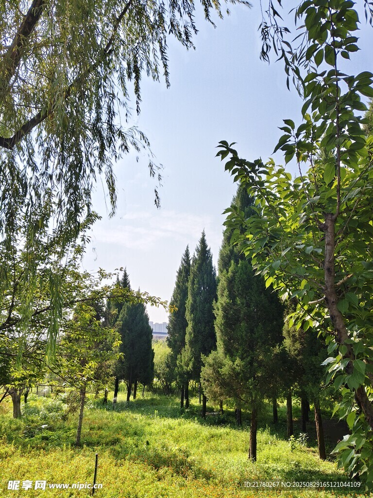 夏日林间绿意盎然景色
