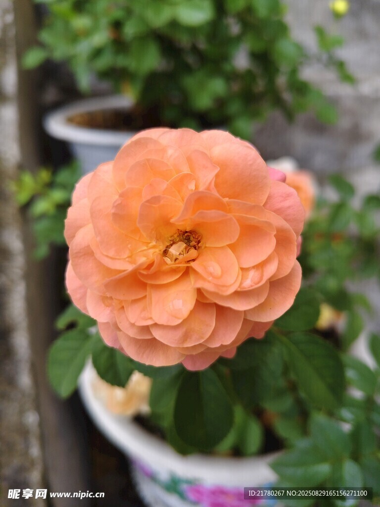 橙色娇艳月季花