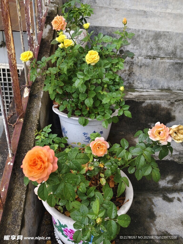 多彩盆栽玫瑰绽放生机