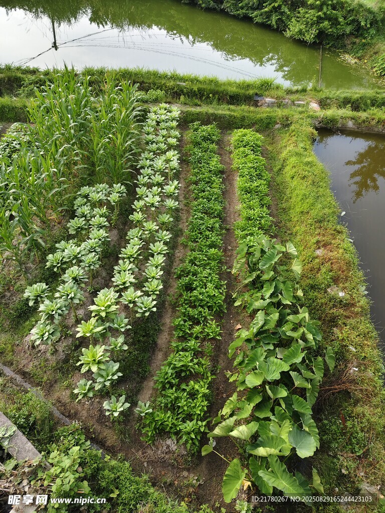 田园菜园景观