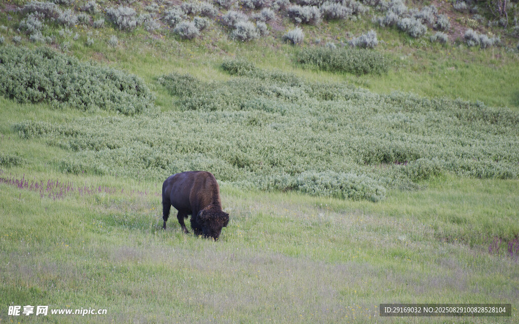 草原上独自吃草的野牛