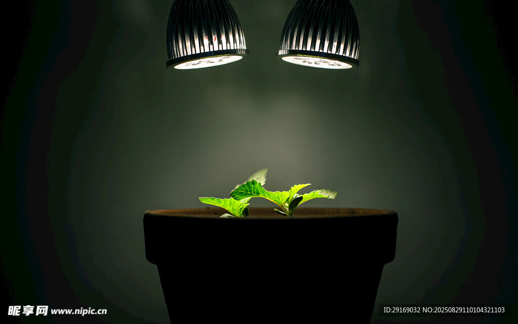 灯光下的绿植盆栽