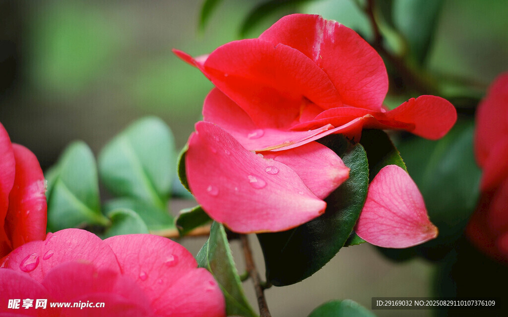 娇艳欲滴的红色花卉