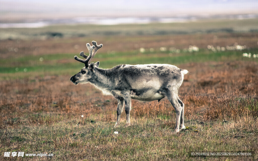 草原上的驯鹿