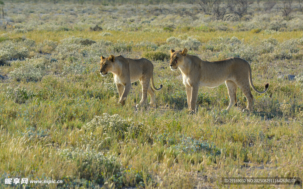 草原上的两只站立母狮