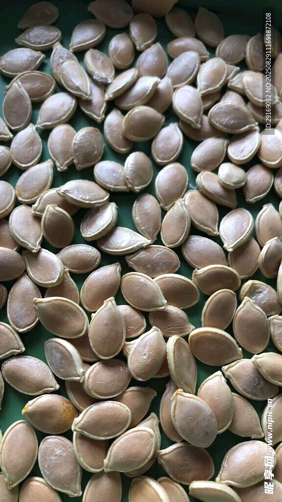 饱满南瓜子特写