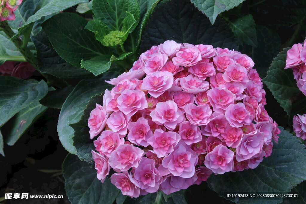 绣球花 