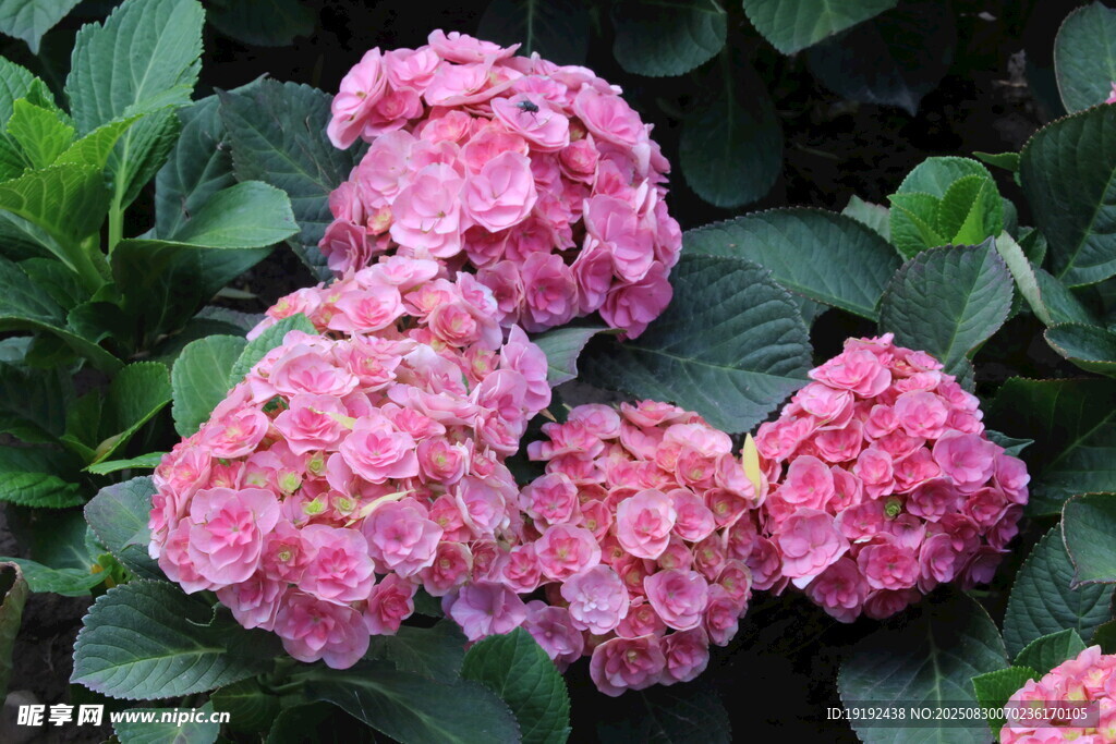 绣球花 