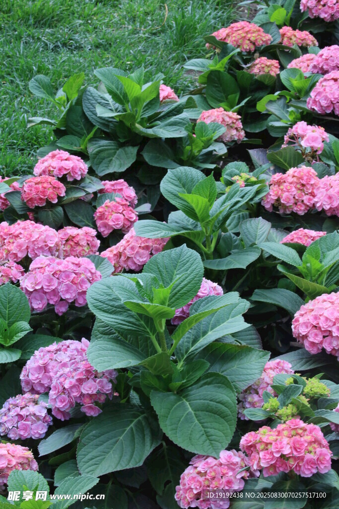 绣球花 