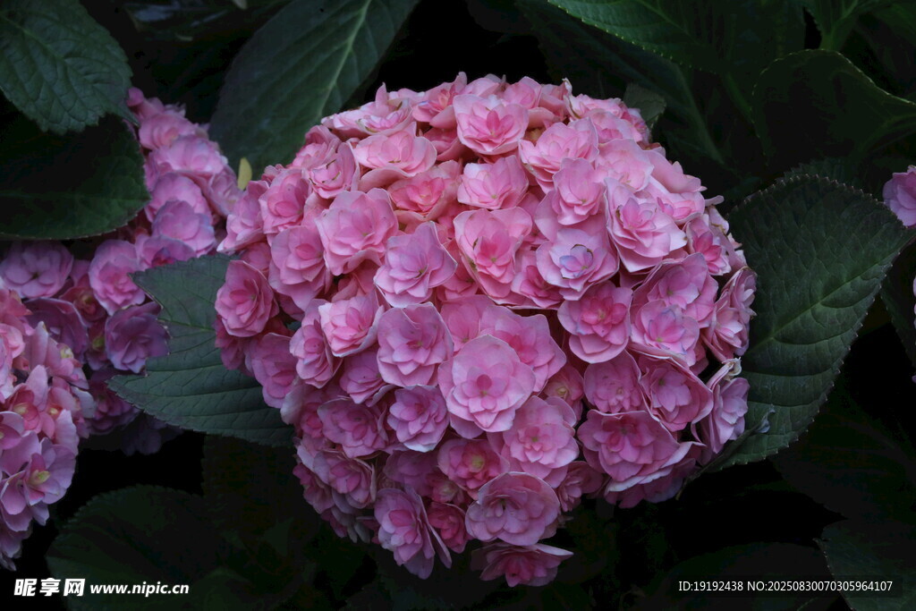 绣球花  