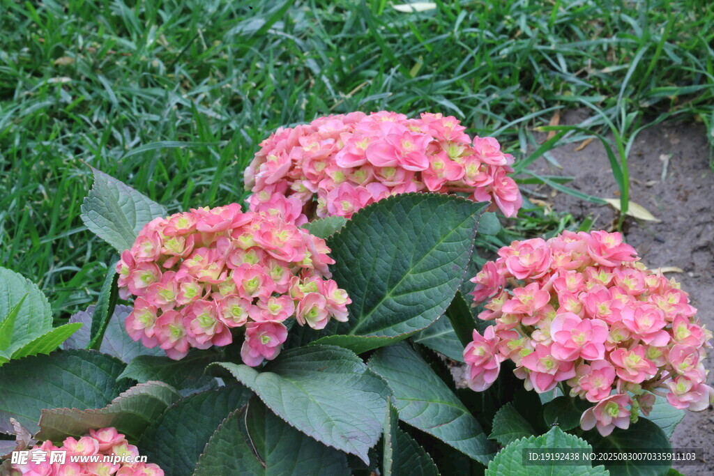 绣球花 