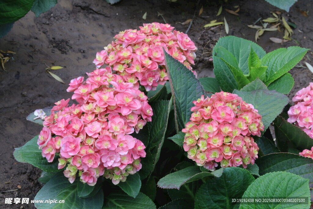 绣球花 