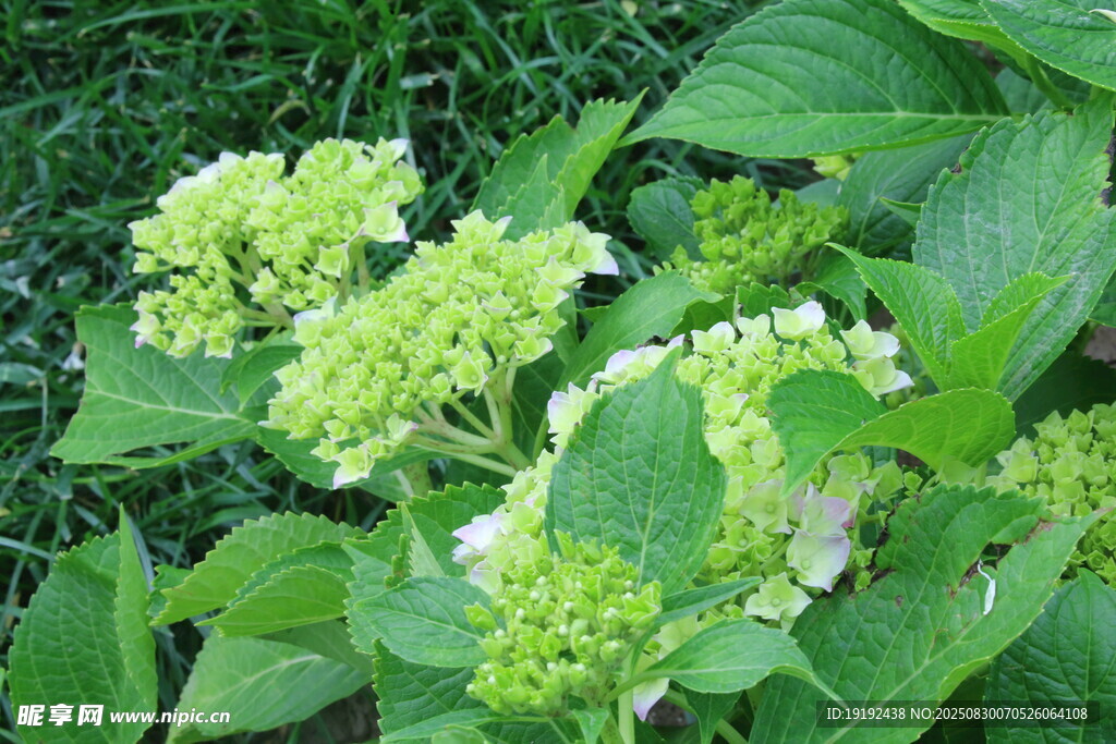 绣球花 