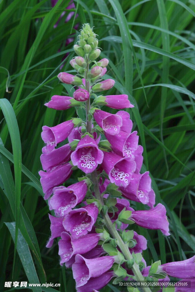 毛地黄 