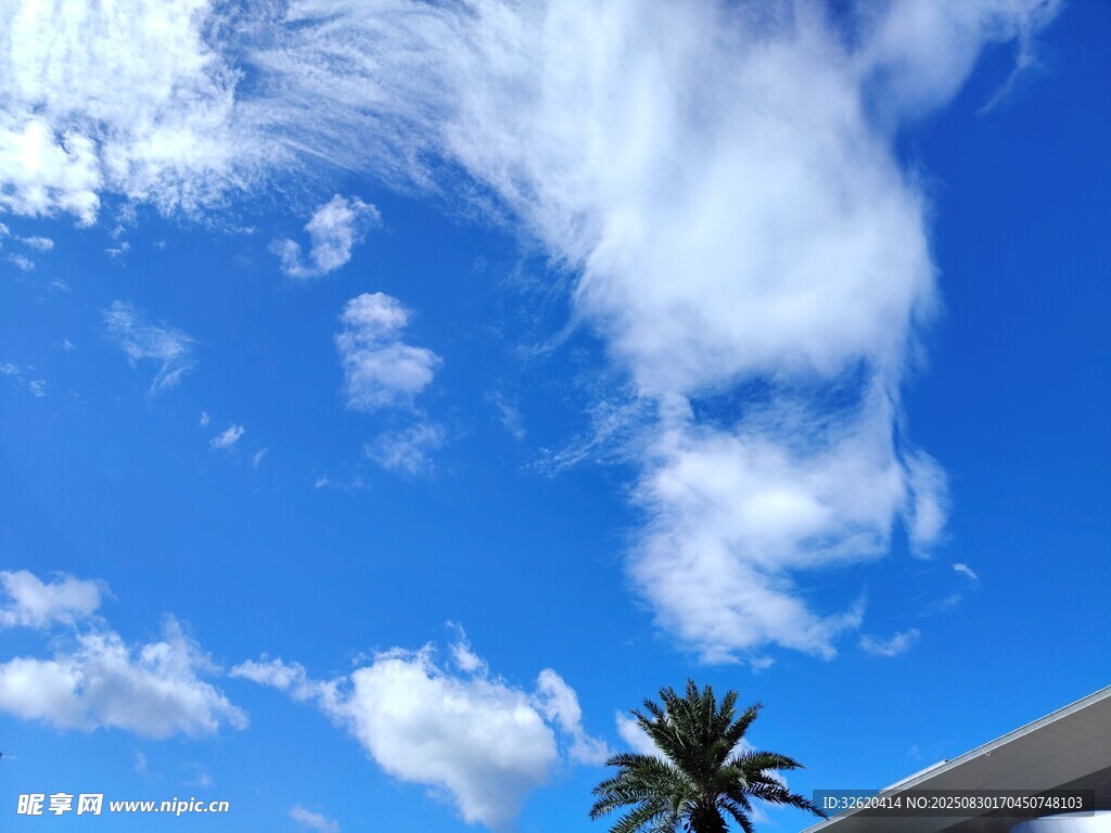 蓝天椰树美景