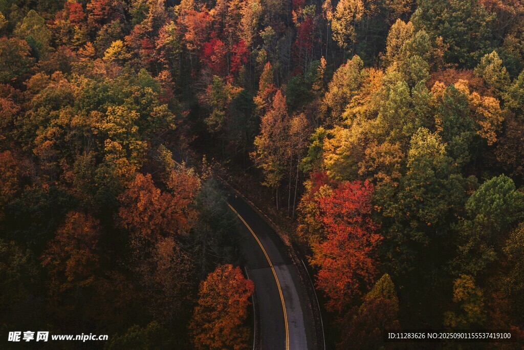 秋日林间蜿蜒公路美景