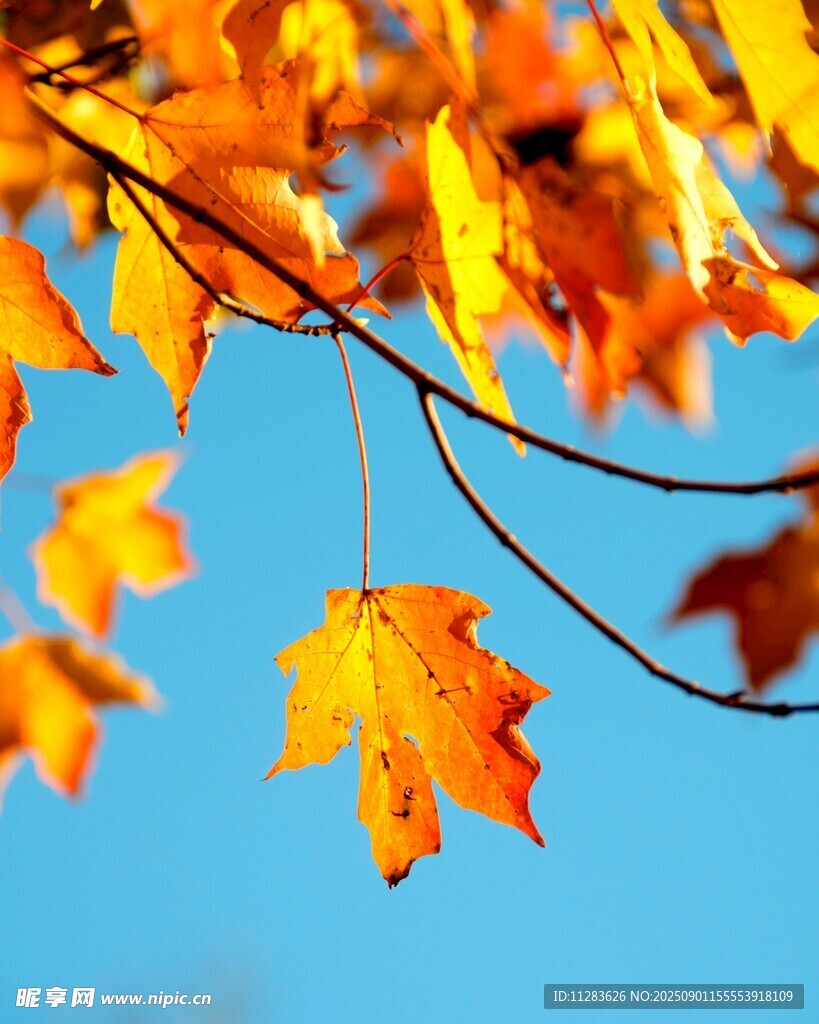 秋日枝头的绚烂枫叶