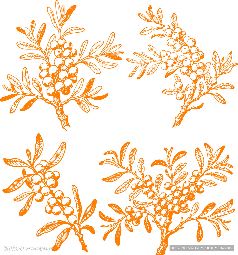 沙棘矢量手绘植物枝叶图案