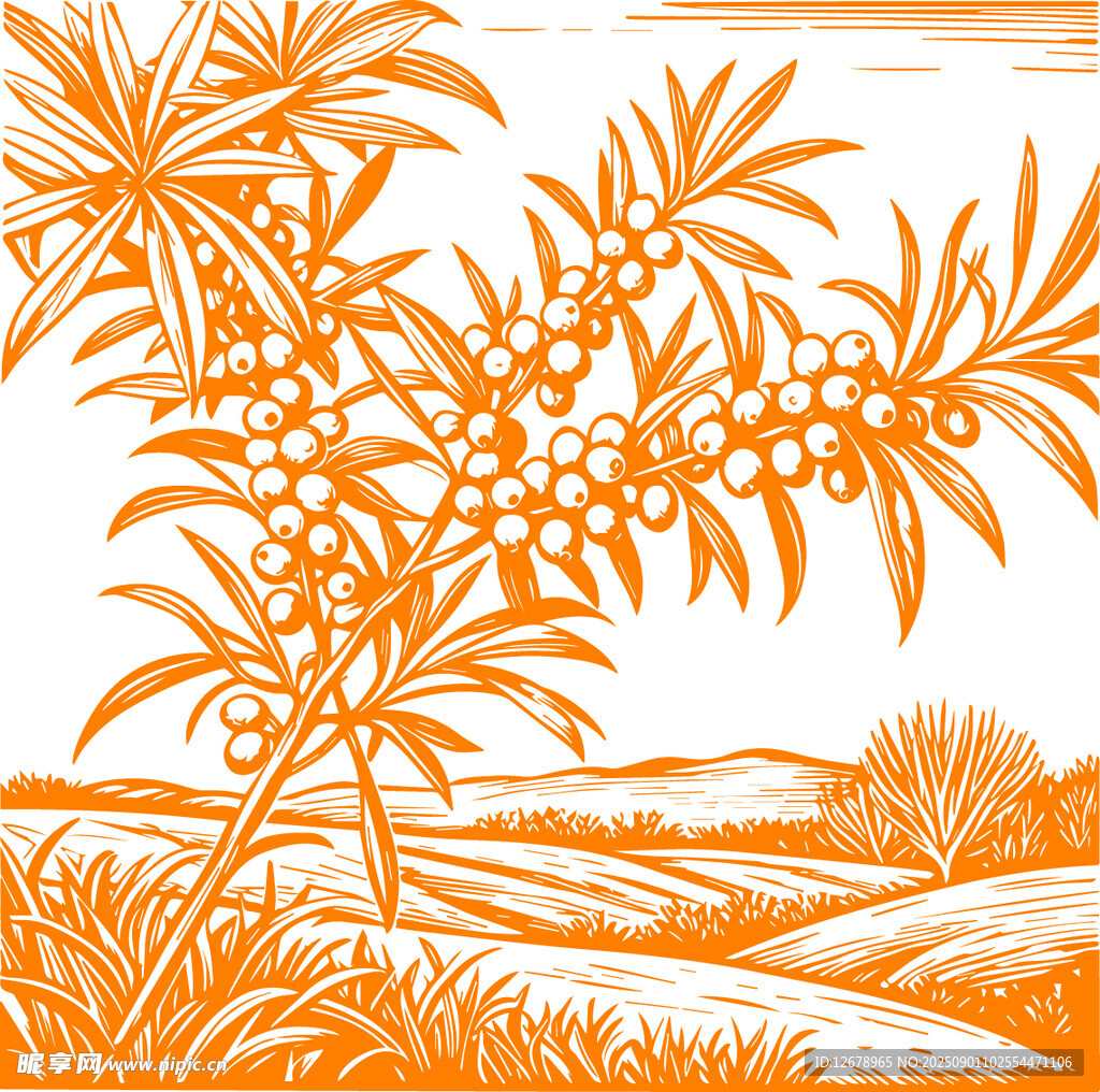 沙漠中的繁茂沙棘树