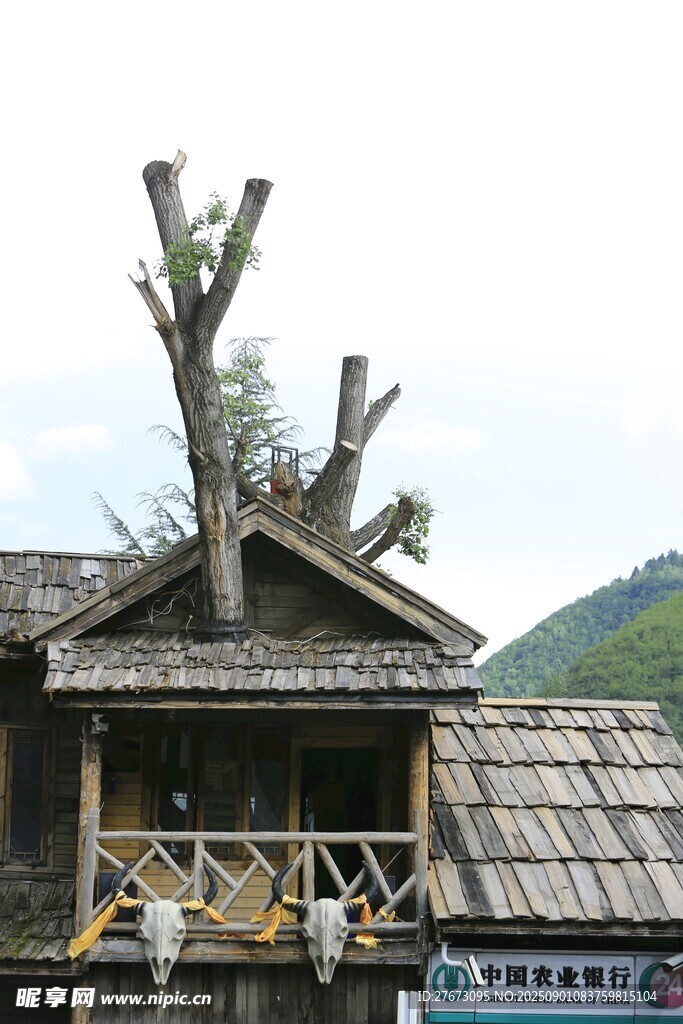 古朴木屋顶的奇特枯树造型
