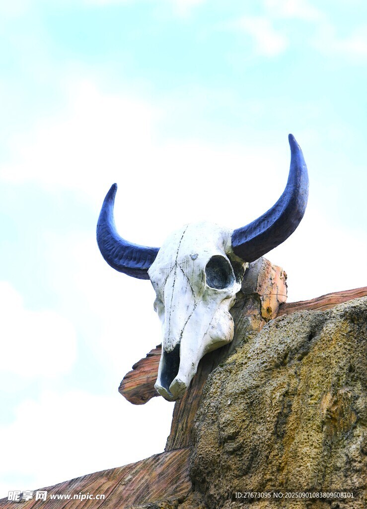 牛头骨置于岩石上